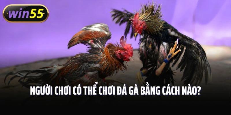 Người chơi có thể chơi đá gà tại Win55 bằng cách nào?