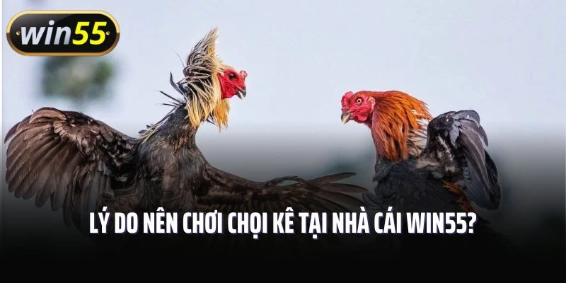 Lý do nên chơi chọi kê tại nhà cái Win55?