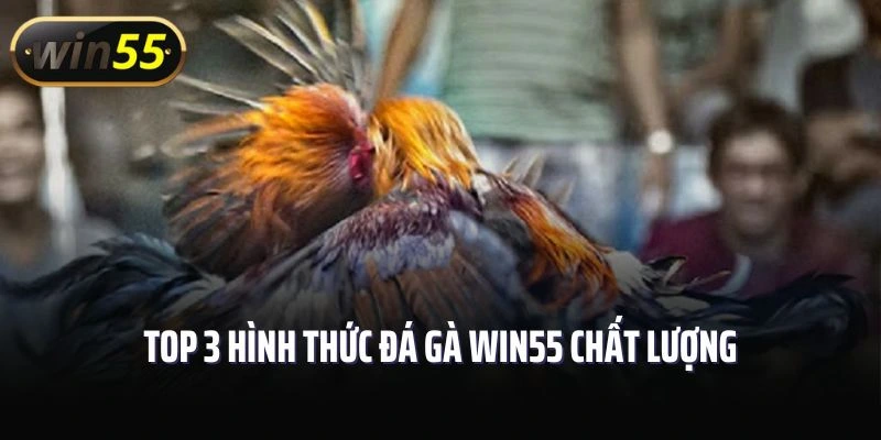 Top 3 hình thức đá gà Win55 chất lượng